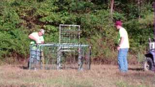 How to trap wild hogs using the fastest safest easiest and most effective hog trap [upl. by Sparks]