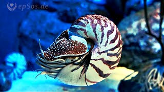 Amazing Nautilus Swimming under Water [upl. by Kitti]