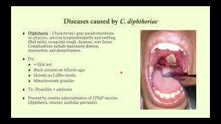 Corynebacterium Diphtheriae Characteristics  Microbiology 🧫 amp Infectious Diseases [upl. by Ycnalc]