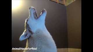 Siberian Husky Howling Compilation [upl. by Radack]