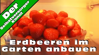 Erdbeeren im Garten anbauen und die Schwierigkeiten [upl. by Alded]