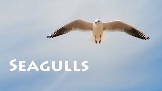 Seagulls Sound Effects  Sound Pack [upl. by Anceline]