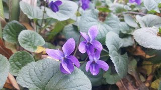 Cómo cuidar de las Violetas rastreras  Viola odorata [upl. by Galen]