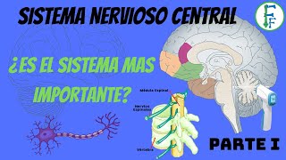 SISTEMA NERVIOSO CENTRAL  Parte I  ENCÉFALO  ANATOMÍA  Fisioterapia Fácil [upl. by Brana]