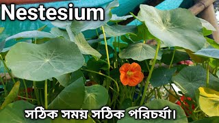 Nasturtium গাছে ফুল আসার পর সঠিক খাবার NasturtiumCare FlowerFeeding GardenTips winterflower [upl. by Ahsyekat]