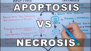 Apoptosis vs Necrosis [upl. by Jauch958]