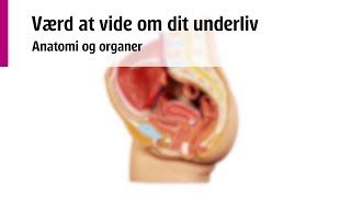 Underlivet Anatomi og organer [upl. by Elane15]