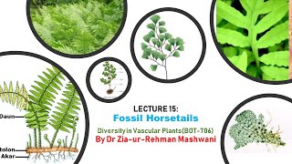 Classification of Fossil Horsetails [upl. by Acisey]