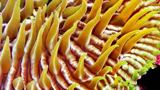 An introduction to cnidarians [upl. by Htaeh262]