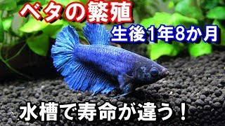 ベタの寿命は？ 絶好調の混泳水槽！ 生後1年8か月【注意：通常オス同士の混泳は不可能です】 [upl. by O'Connell550]