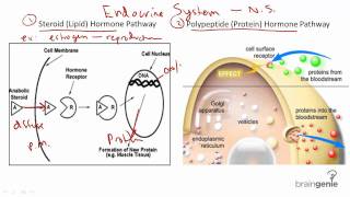 821 Hormones  Steroid v Protein [upl. by Nnylyak]