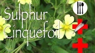 Sulphur Cinquefoil Edible amp Medicinal [upl. by Thoma208]