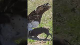 Eagle Swoops Down onto Warthog in Road [upl. by Abebi]