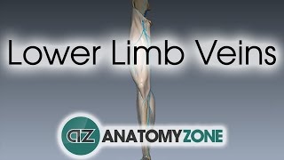 Lower Limb Veins Overview  3D Anatomy Tutorial [upl. by Durrell]