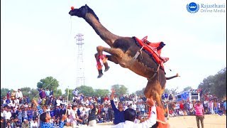 New Dj Song 2019  Rajasthani Video Song  New Marwadi Dance 2019 [upl. by Rondon693]