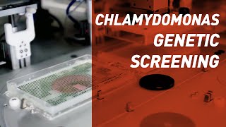 Chlamydomonas Genetic Screening  Singer Instruments [upl. by Aynik976]