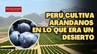 Perú tiene 18 mil hectáreas de arándanos la mayor parte donde antes era un desierto [upl. by Aihsiyt]