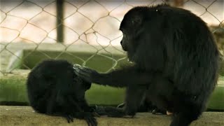 Botfly Larvae Removed From Monkeys Neck  Jungle Animal Hospital  BBC Earth [upl. by Bezanson788]