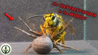 ¡AMAZING ENCOUNTER WASP and Crab Spider REVEAL NEVER Seen Skills [upl. by Claudio]