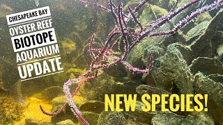 Chesapeake Bay Oyster Reef Biotope Aquarium Update New Species [upl. by Octavla]