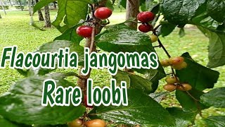 FLACOURTIA JANGOMAS  RARE LOOBI  INDIAN COFFEE PLUM  DESCRIPTION [upl. by Menides]