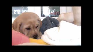 Labrador Retriever Puppies S4 week 7 [upl. by Laina]