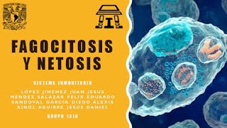 Fagocitosis y Netosis  Equipo 2 [upl. by Aknahs]