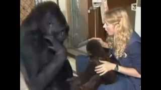 Koko le gorille  part 1 sur4 fr [upl. by Bing224]