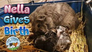 Pregnant guinea pig Nella gives live birth  cute baby guinea pigs [upl. by Nosle]