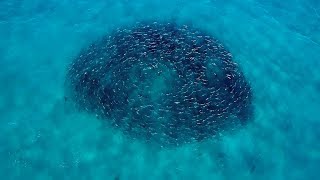 Hundreds of Sharks Feeding on Thousands of Giant Bluefish  4K [upl. by Oric944]