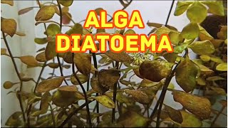 Problemas con el Alga Diatomea Marrón [upl. by Lull]