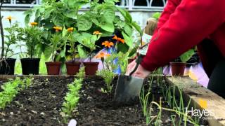 Planting Marigolds As Companion Plants [upl. by Brader]