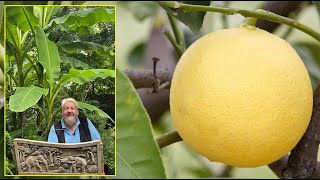 PAMPLEMOUSSE ET POMELO  TOUT SAVOIR SUR CES AGRUMES QUE L’ON CONFOND Le Quotidien du Jardin N°413 [upl. by Aidnyc326]