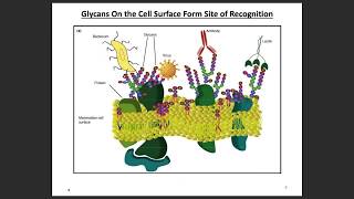 Fundamentals of Glycan Structure 1 [upl. by Rosenblum914]