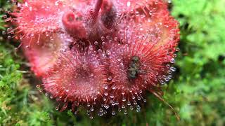 Fastest Carnivorous Sundew Plant Macro Time Lapse Drosera Burmannii [upl. by Haneen]