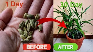 How to grow CARDAMOM from seed  How to grow ELAICHI plant [upl. by Barbette497]