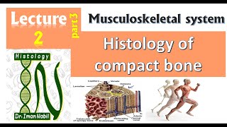 2c Histology of Compact bone [upl. by Osrick123]