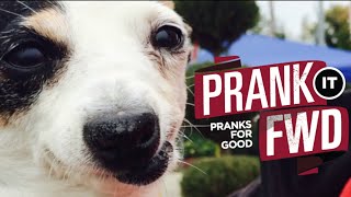 ABUSED DOGS GET SURPRISE OF A LIFETIME  Prank It FWD  MUST LOVE DOGS [upl. by Carlisle]