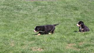 Entlebucher Mountain Dog Puppies For Sale [upl. by Yenettirb]