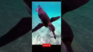 Galapagos penguins underwater short shorts snorkeling galápagos weekend holiday scubadiving [upl. by Eerok]