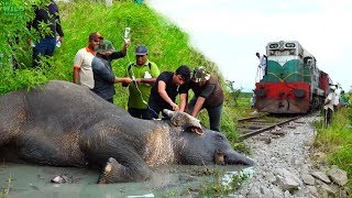 Reasons to trust Humanity Helping an injured Elephant [upl. by Lemcke]