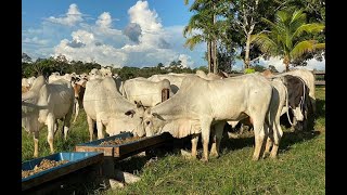 MEIO AMBIENTE FECHA O CERCO AO AGRONEGÓCIO [upl. by Clie291]