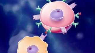 The Immune Response HD Animation [upl. by Halik]