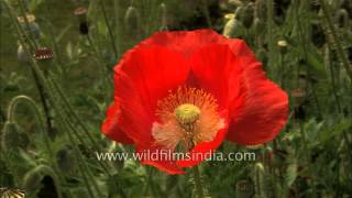 Red Poppy Papaver Flower [upl. by Lyons44]