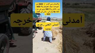 wheat price in 2024 wheat price mehangai farmers tractor village petrolprice pti pmln kpk [upl. by Ladnik]