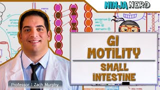 Gastrointestinal  GI Motility of the Small Intestine [upl. by Esorylime]