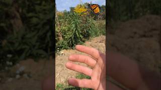 Raising Monarchs Release to Migrate Yas Queen monarchbutterfly savethemonarchs shorts [upl. by Adnawuj]