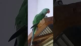 kittu m tota mtota mittoo parrotparrot [upl. by Hackett]