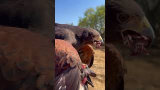 Harris Hawk Falconry falconry [upl. by Staci]