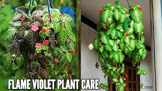 How to propagate Episcia cupreata Hanst plant by leaves [upl. by Eiro]